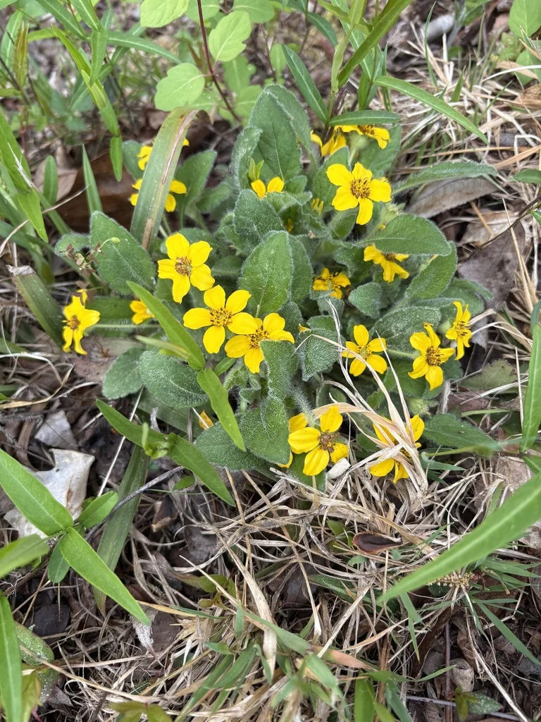 Chrysogonum Virginianum