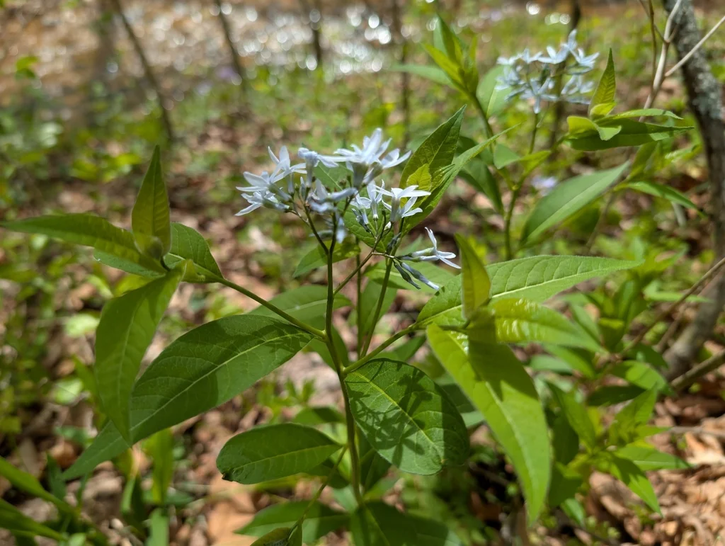 Amsonia tabernaemontana