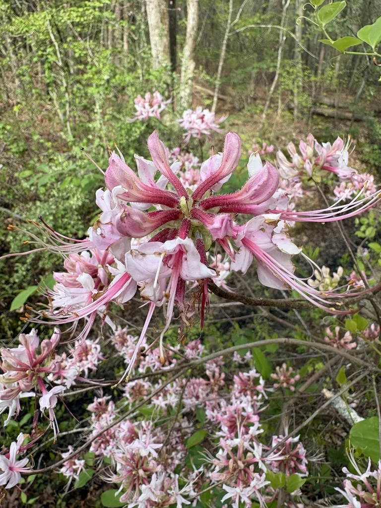 Rhododendron Periclymenoides