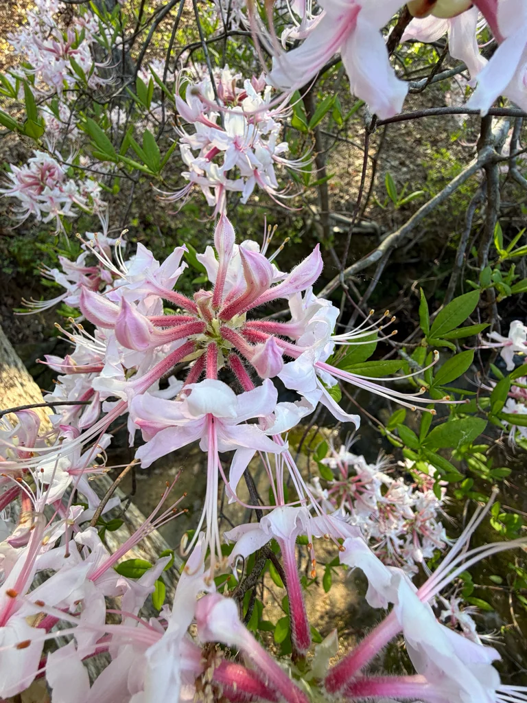 Rhododendron Periclymenoides