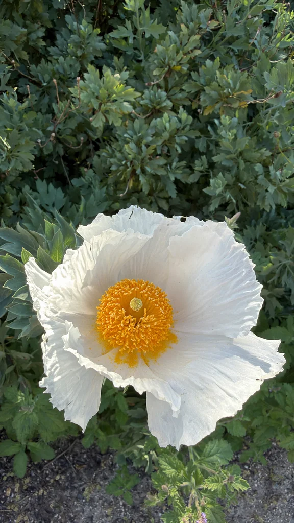 Romneya Coulteri