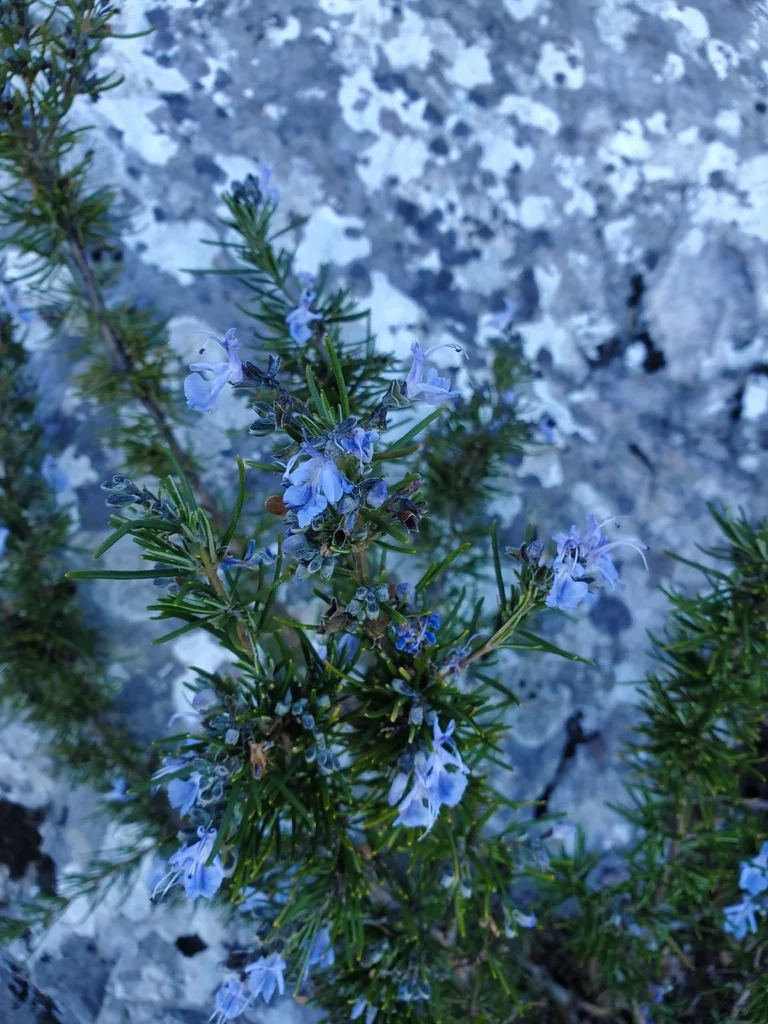 Rosmarinus Officinalis