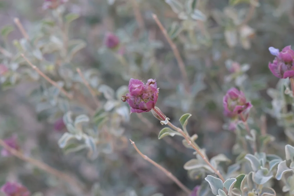 Salvia dorrii
