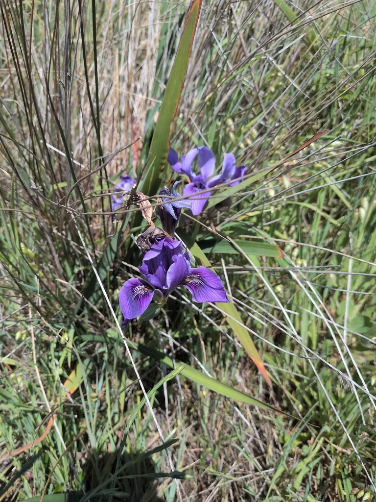 Iris Douglasiana