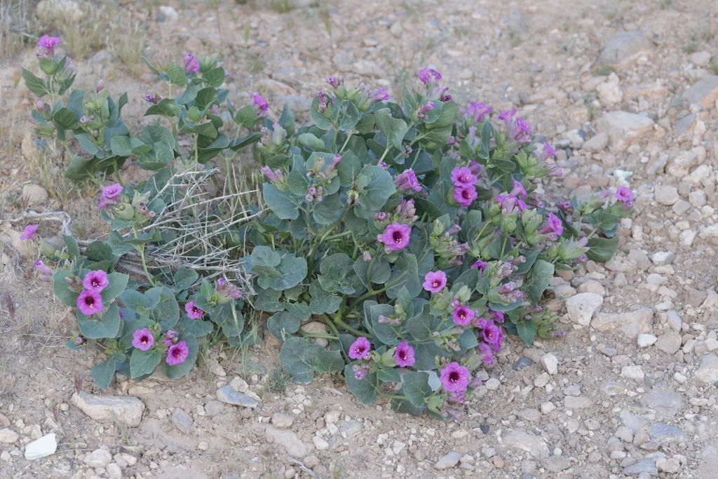 Mirabilis Multiflora