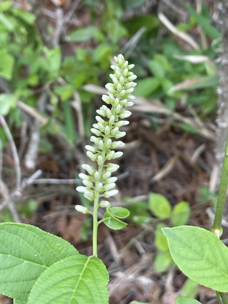 Itea virginica