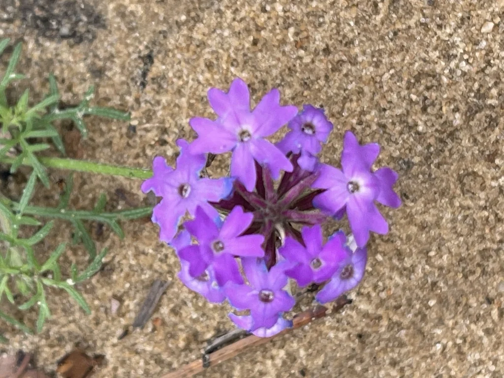 Glandularia Pulchella