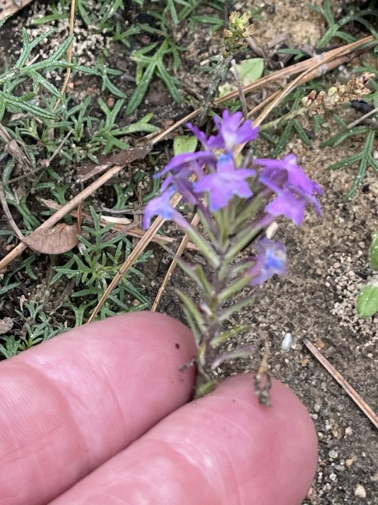 Glandularia Pulchella