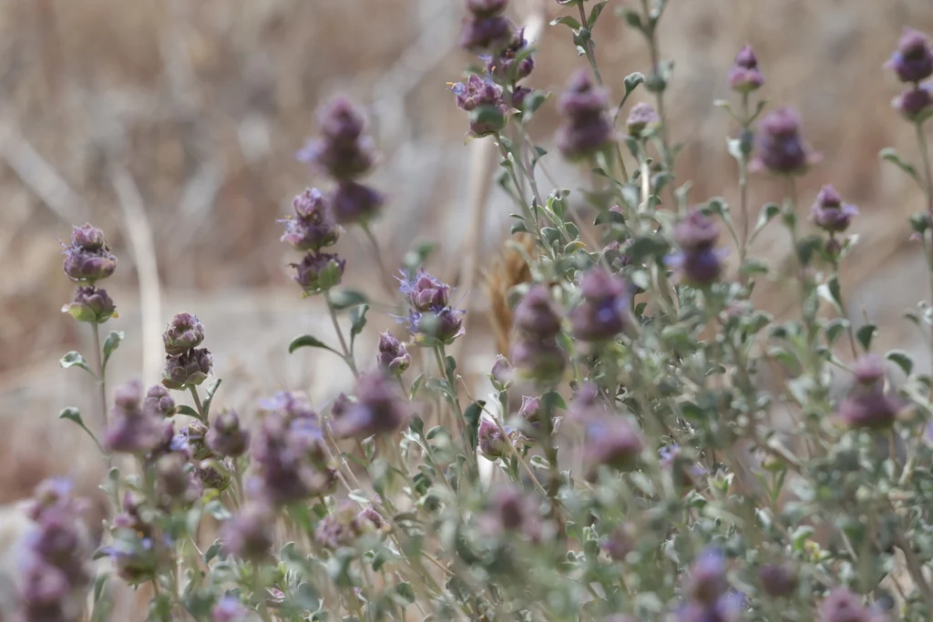 Salvia dorrii