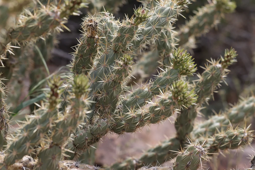 Cylindropuntia Acanthocarpa