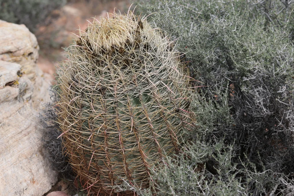 Ferocactus Cylindraceus