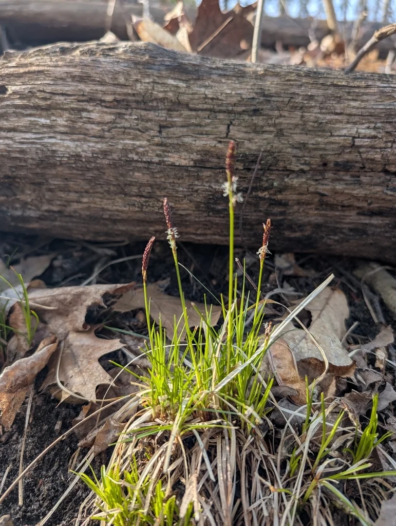 Carex Pensylvanica