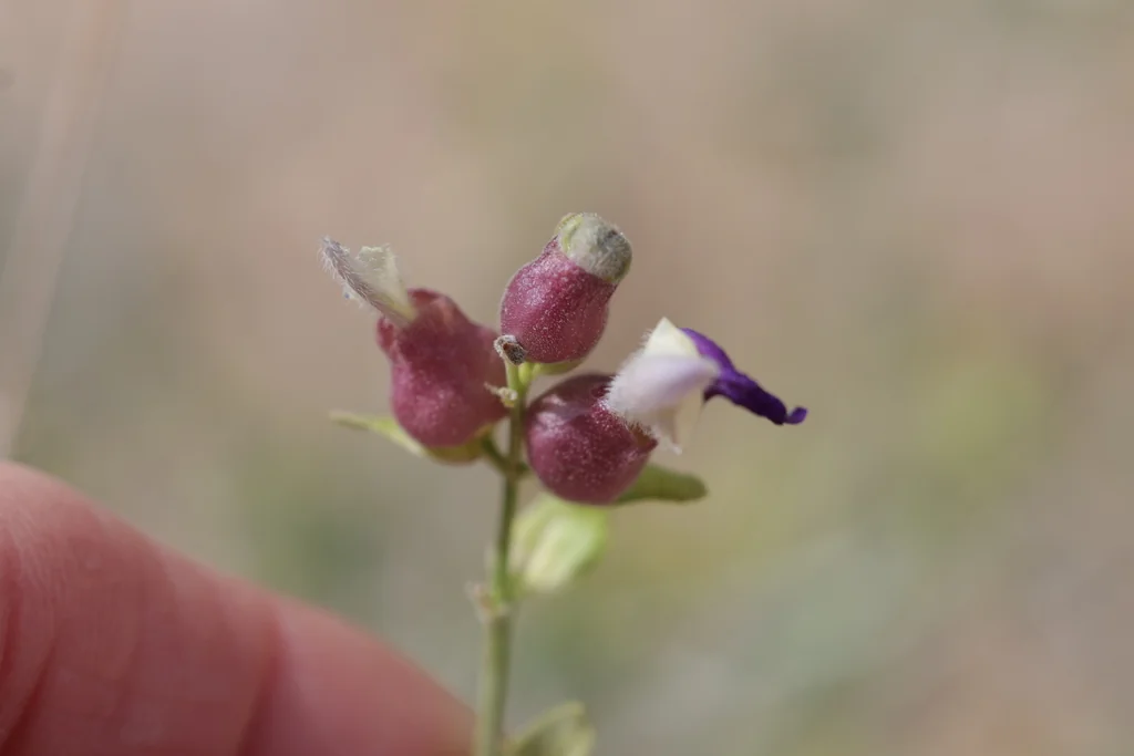 Scutellaria Mexicana