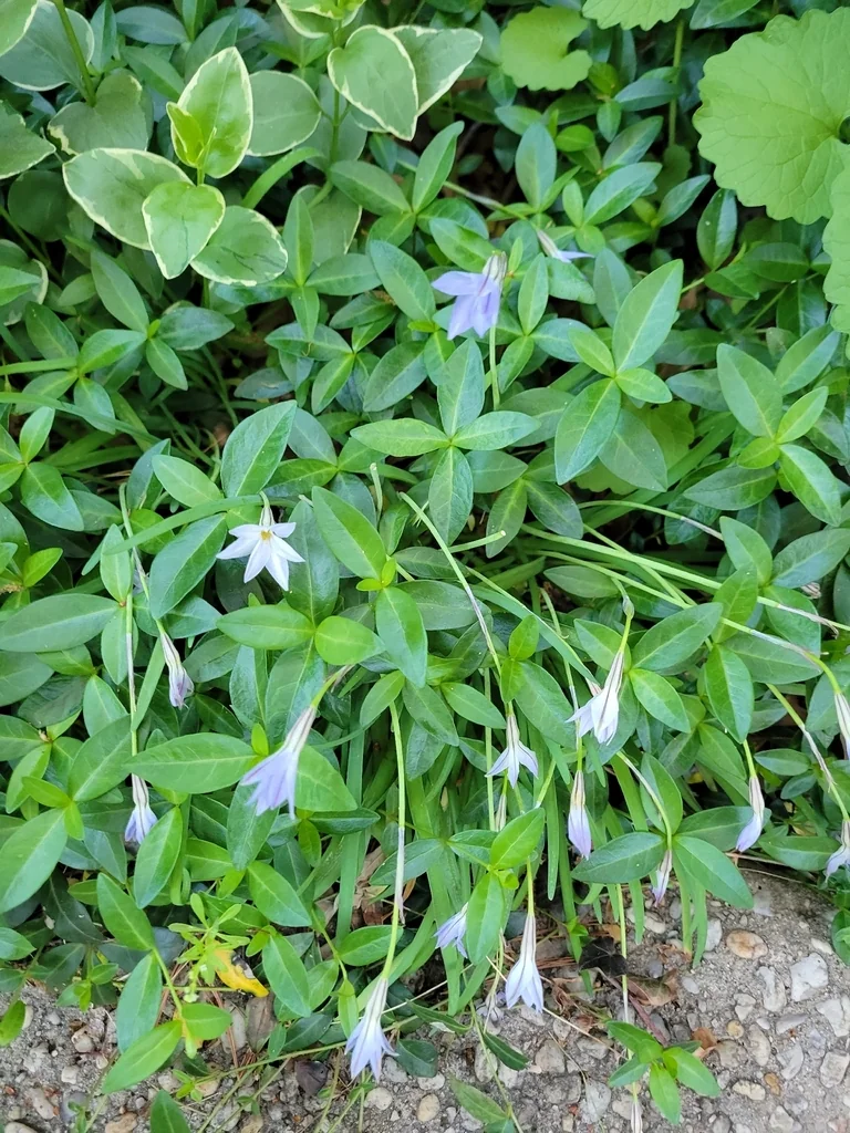 Ipheion Uniflorum