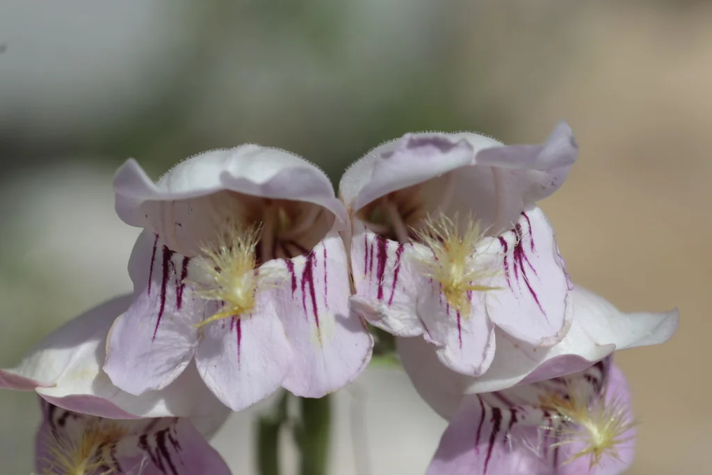Penstemon Palmeri