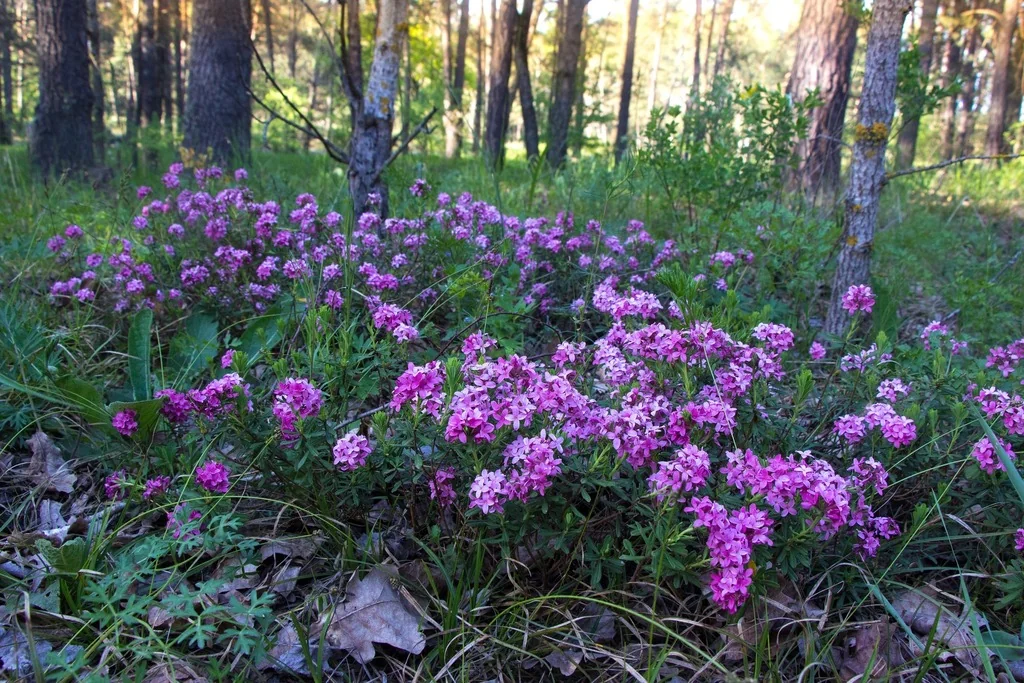 Daphne Cneorum