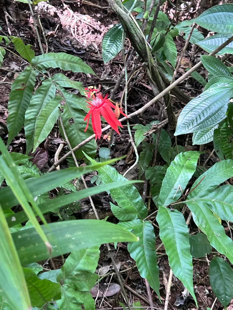 Passiflora Vitifolia