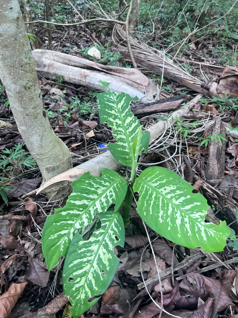 Dieffenbachia Maculata