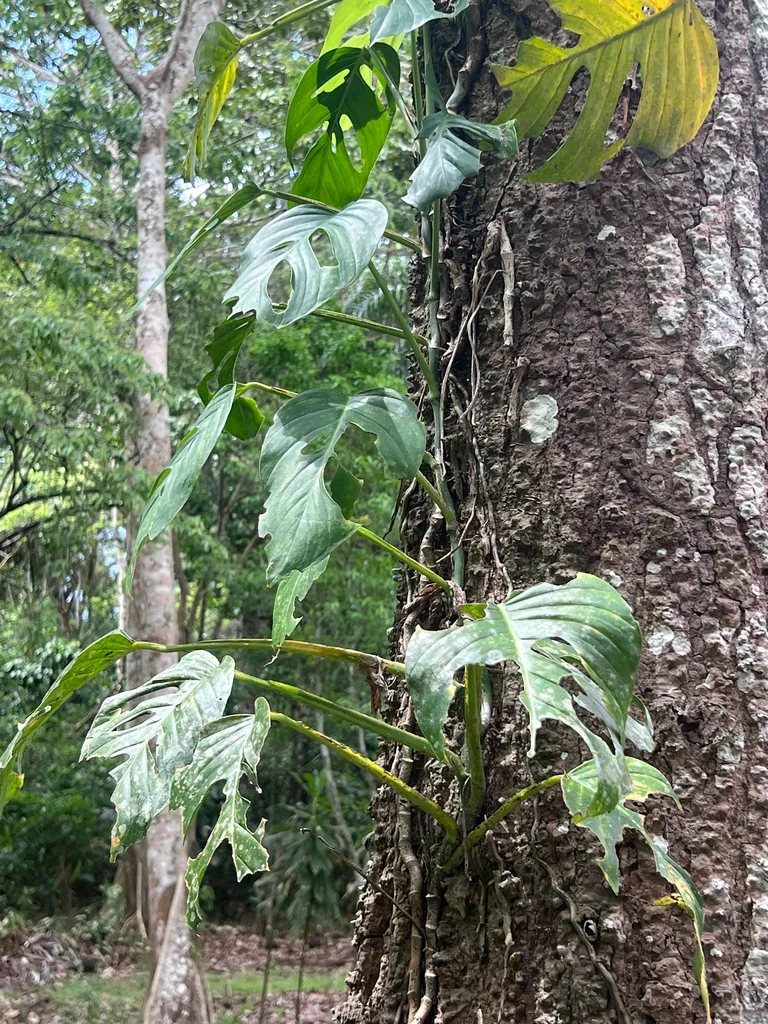Monstera adansonii