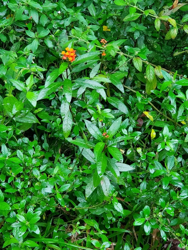 Asclepias Curassavica