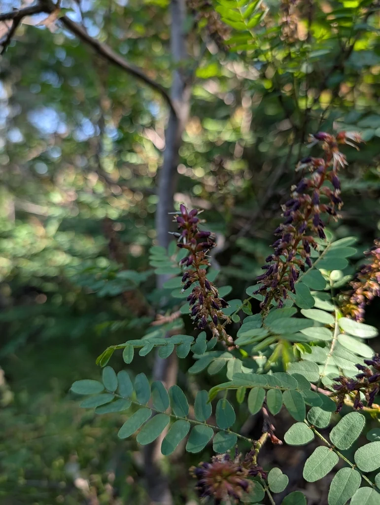 Amorpha Californica