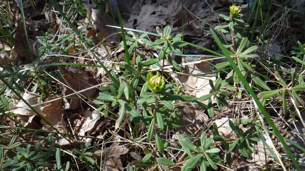 Daphne Cneorum