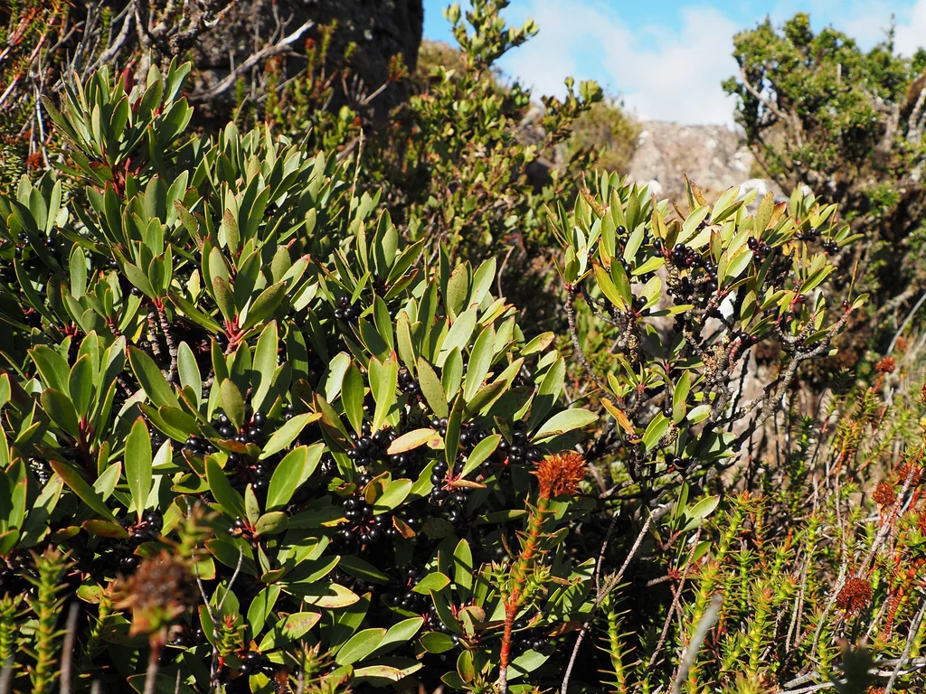Drimys Lanceolata