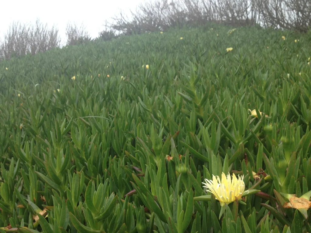Carpobrotus Edulis