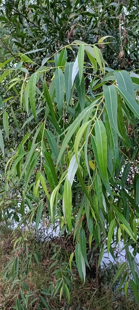 Salix Matsudana
