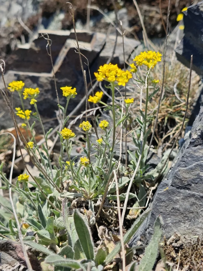 Aurinia Saxatilis