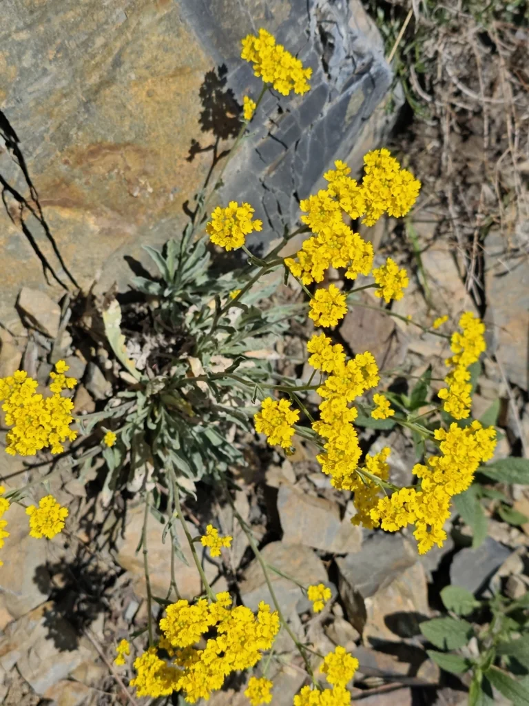 Aurinia Saxatilis