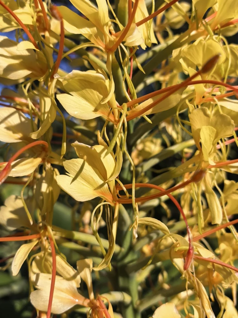 Hedychium Gardnerianum