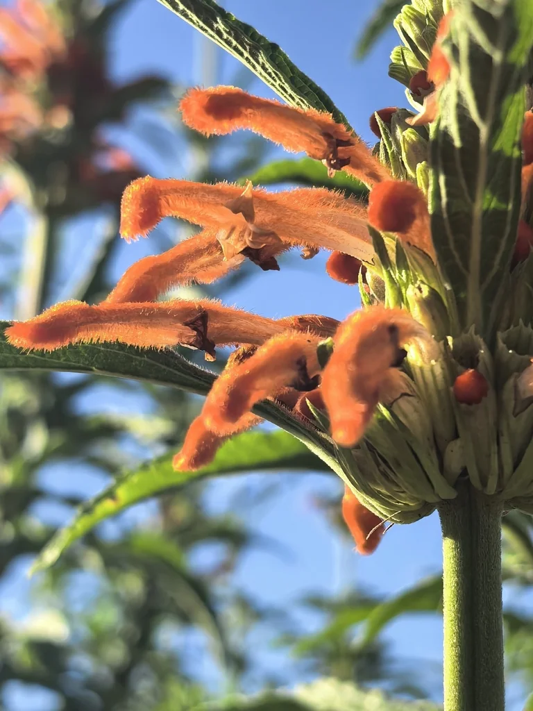 Leonotis Leonurus
