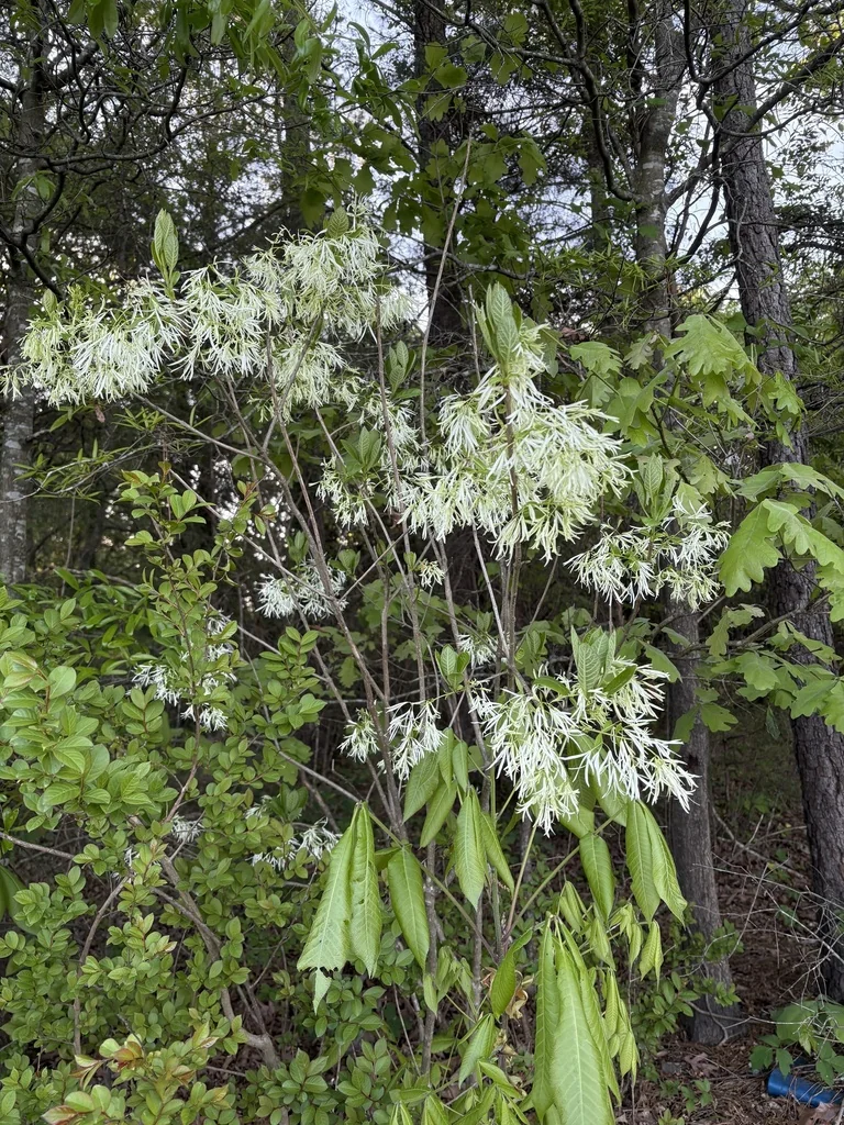 Chionanthus Virginicus