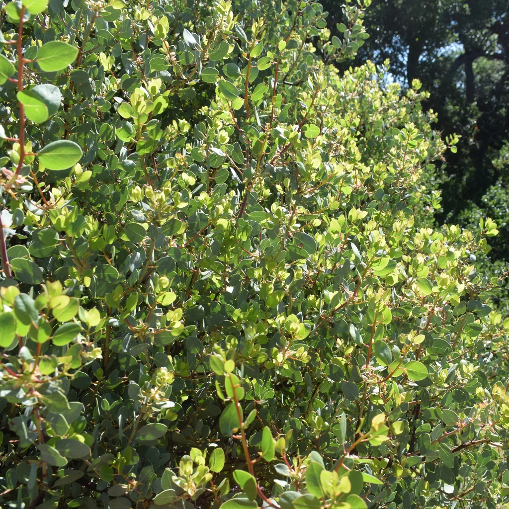 Arctostaphylos Glauca