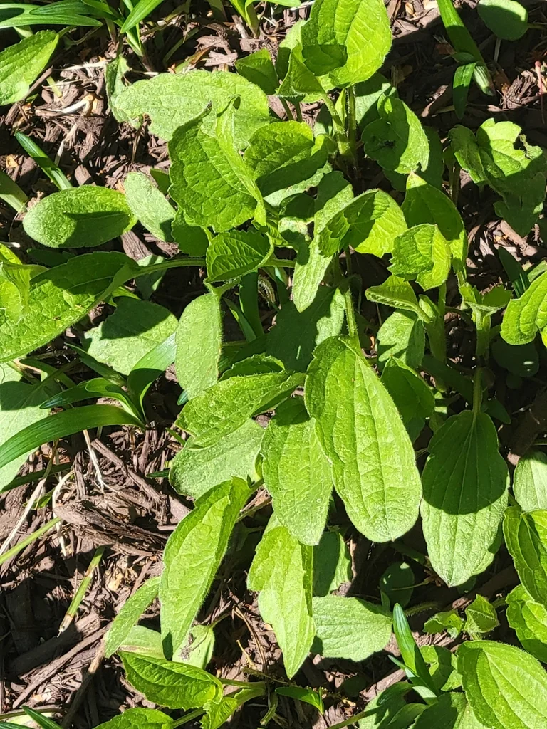 Rudbeckia Fulgida