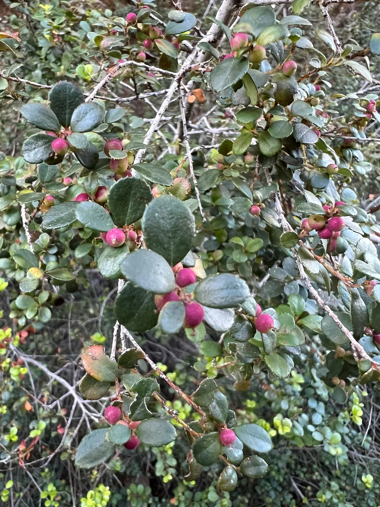 Myrsine Africana