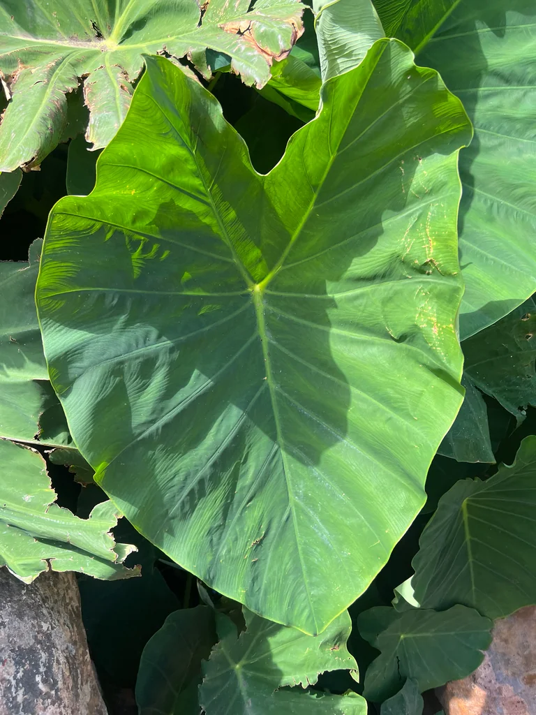 Colocasia esculenta