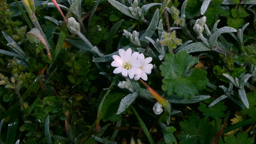 Cerastium tomentosum