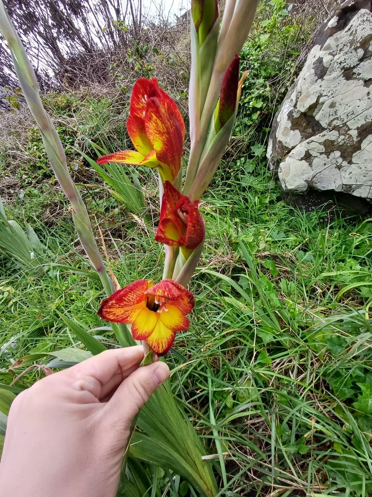 Gladiolus Dalenii
