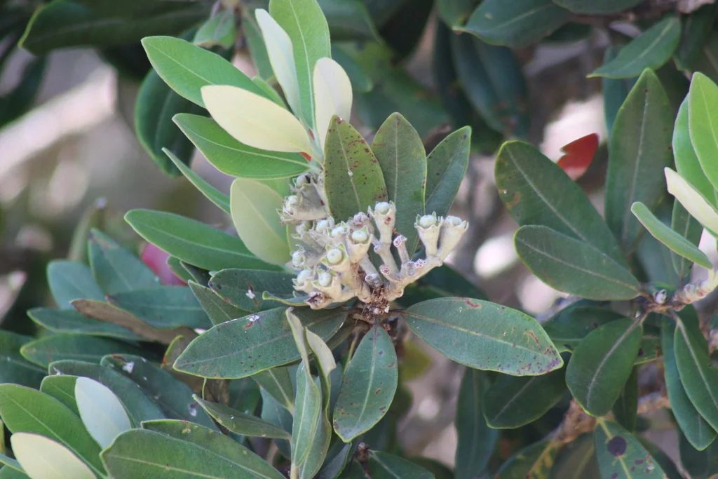 Metrosideros Excelsa