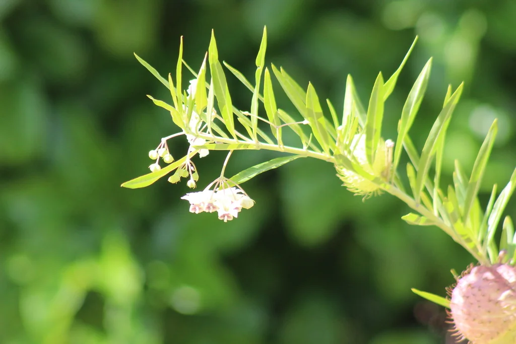 Gomphocarpus Physocarpus