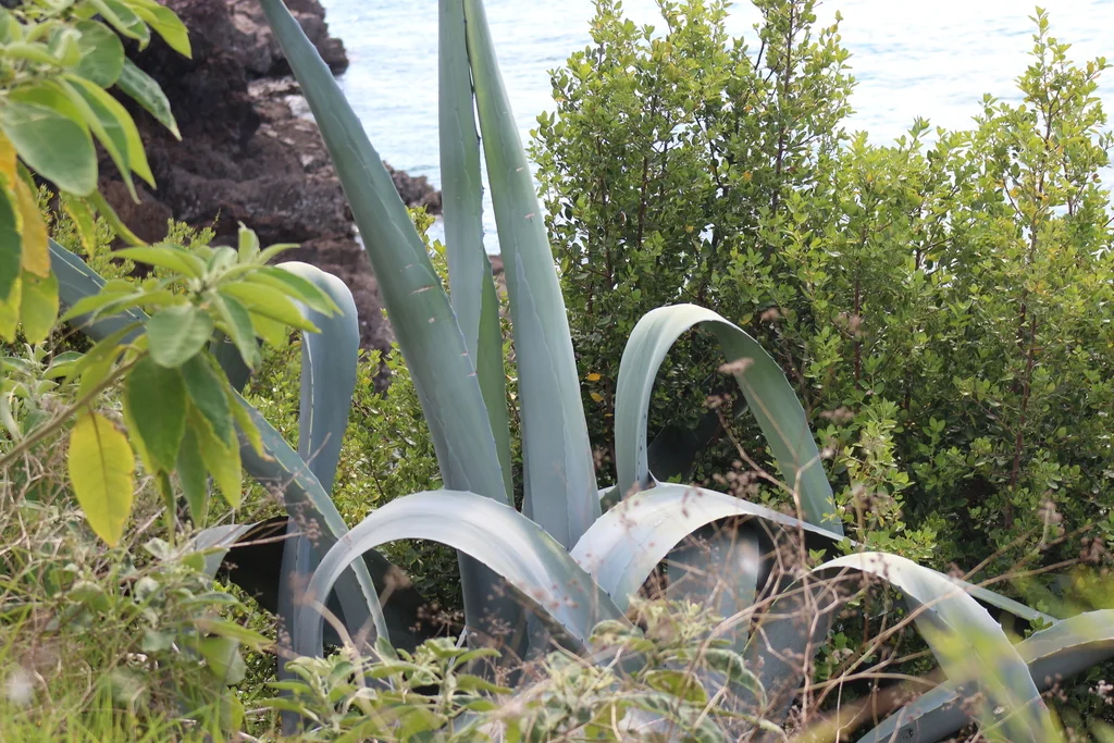 Agave Americana V. Marginata