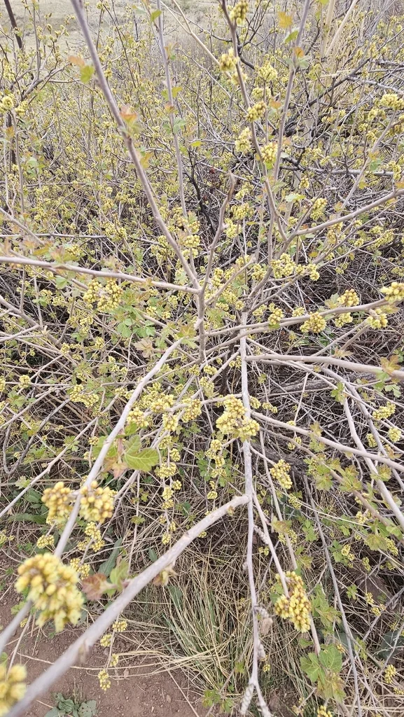 Rhus trilobata