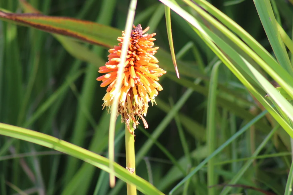 Kniphofia Uvaria