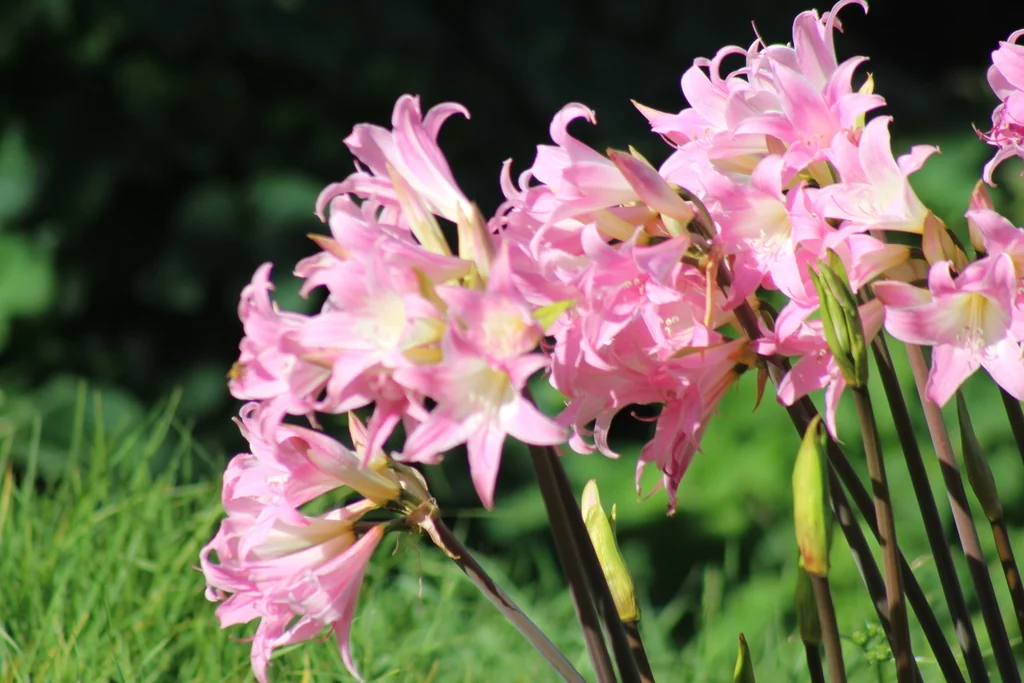 Amaryllis Belladonna