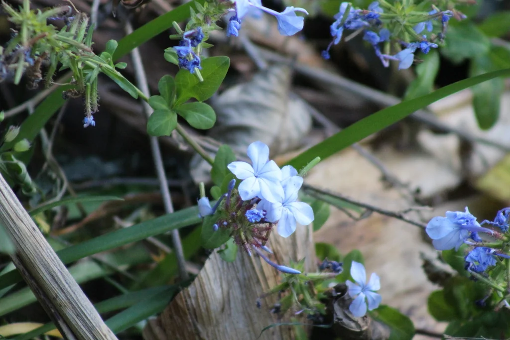 Plumbago Auriculata