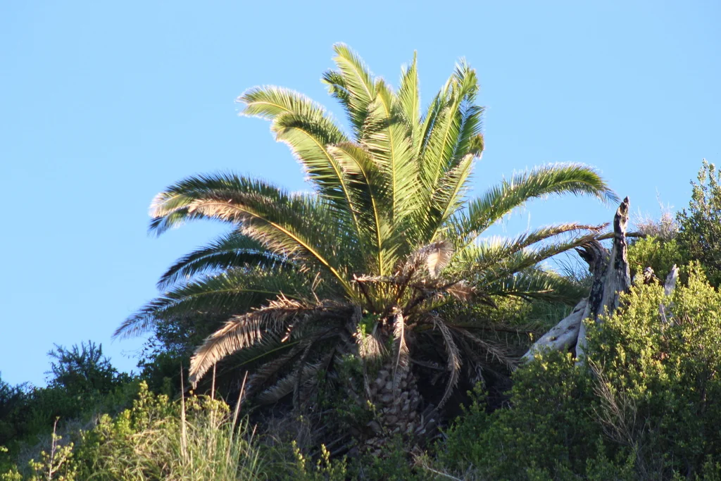 Phoenix Canariensis