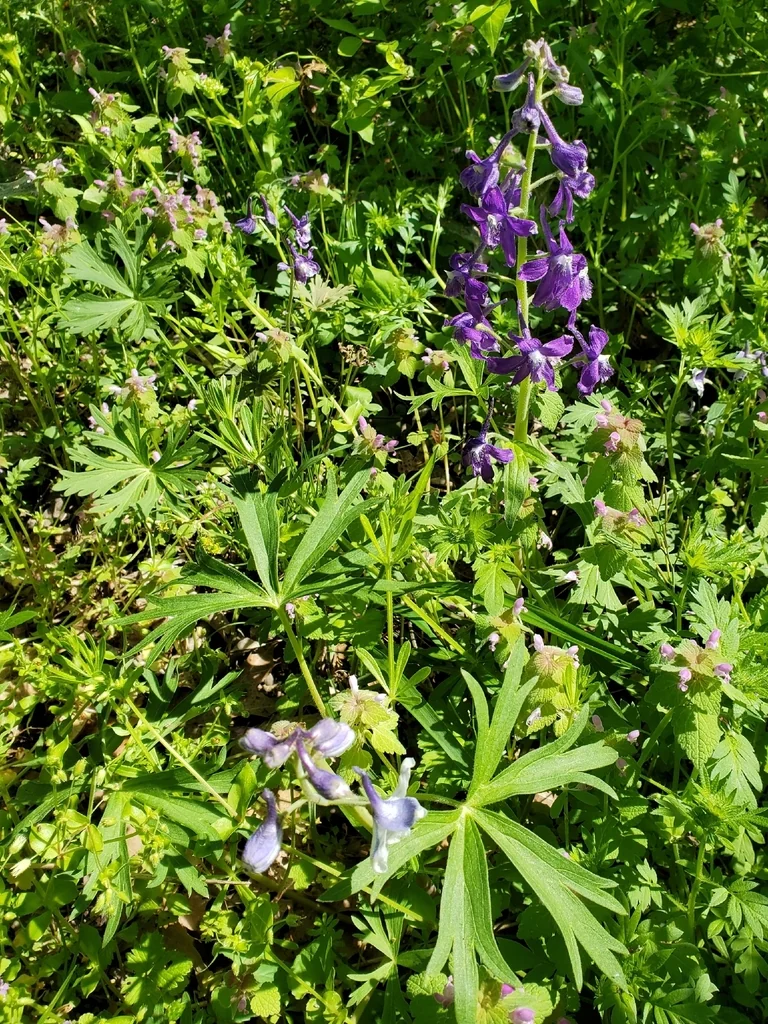 Delphinium Tricorne