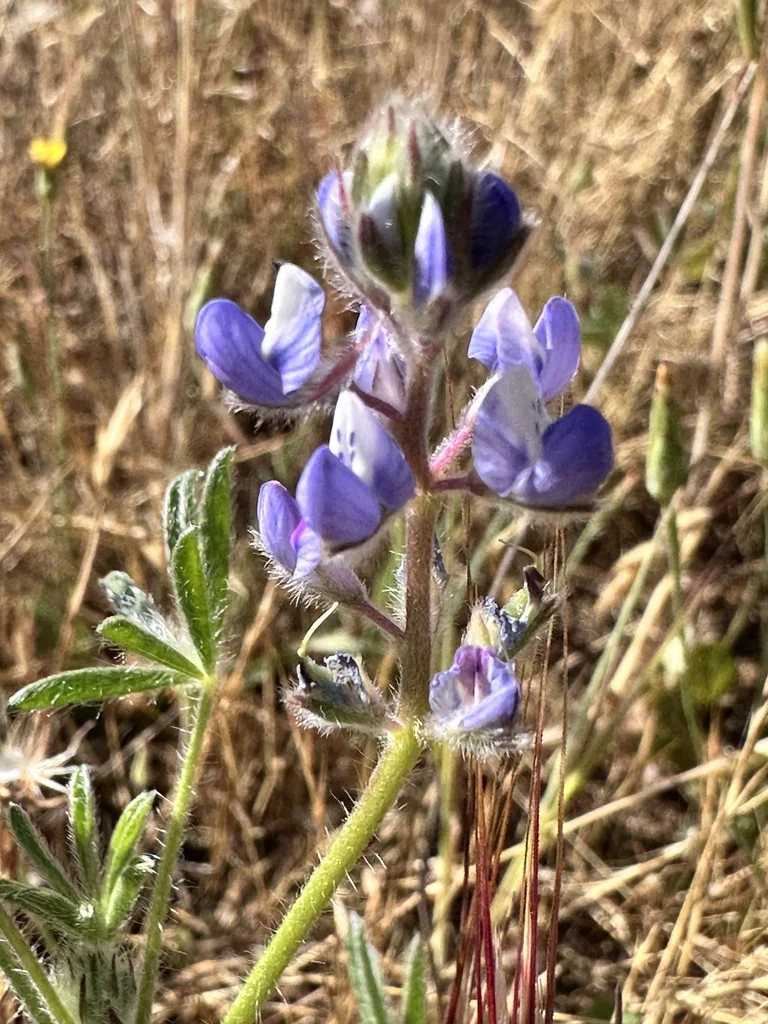 Lupinus Bicolor